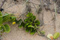 Cynanchum natalitium