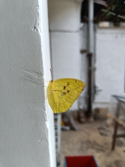Catopsilia pomona