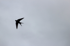 Psalidoprocne pristoptera