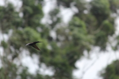 Psalidoprocne pristoptera