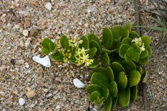 Cynanchum natalitium