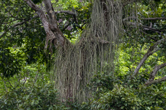 Rhipsalis lindbergiana