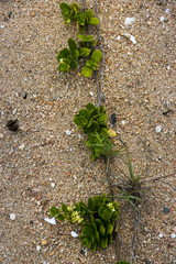 Cynanchum natalitium