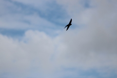 Psalidoprocne pristoptera