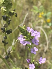 Buchnera floridana