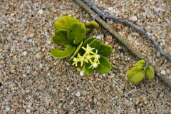 Cynanchum natalitium