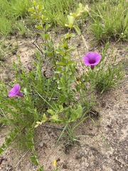 Ipomoea crassipes