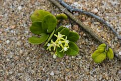 Cynanchum natalitium