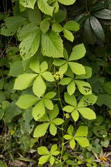 Cyphostemma hypoleucum