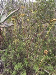 Crassula mollis