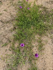 Ipomoea crassipes
