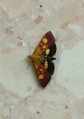 Pyrausta falcatalis