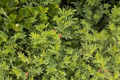 Indigofera hendecaphylla