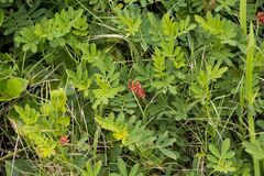 Indigofera hendecaphylla