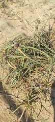 Cyperus capitatus