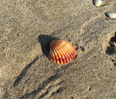 Acanthocardia tuberculata