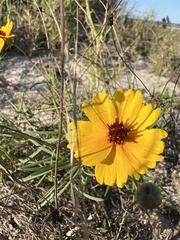 Thelesperma filifolium