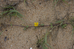 Launaea sarmentosa