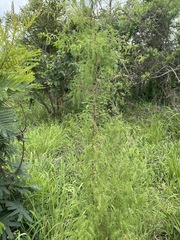 Asparagus buchananii