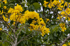 Handroanthus