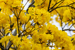 Handroanthus