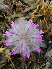 Ptilotus manglesii