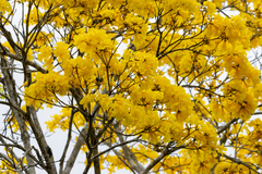 Handroanthus
