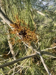 Phoradendron juniperinum