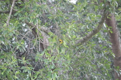 Ploceus cucullatus spilonotus