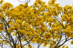 Handroanthus