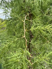 Asparagus buchananii