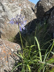 Agapanthus caulescens