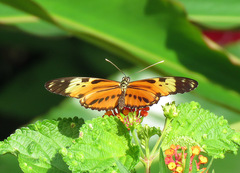 Heliconius hecale