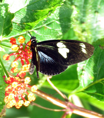 Heliconius doris