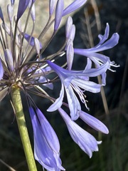 Agapanthus caulescens