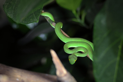 Trimeresurus macrops