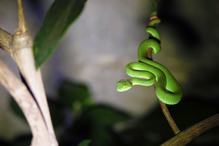 Trimeresurus macrops