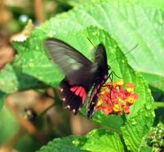 Parides lysander