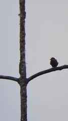 Melanerpes pucherani image