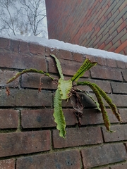 Asplenium scolopendrium scolopendrium