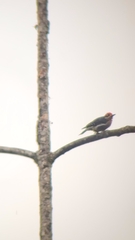 Melanerpes pucherani