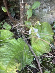 Streptocarpus davyi image