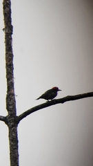 Melanerpes pucherani