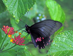 Parides lysander