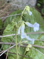 Streptocarpus davyi image