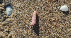 Turritellinella tricarinata