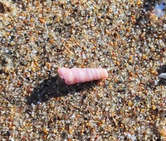 Turritellinella tricarinata