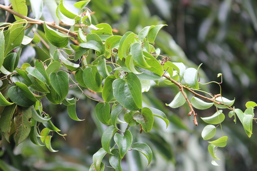 Dioscorea cotinifolia (Dioscorea cotinifolia)