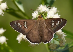 Apyrrothrix araxes