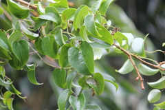 Dioscorea cotinifolia